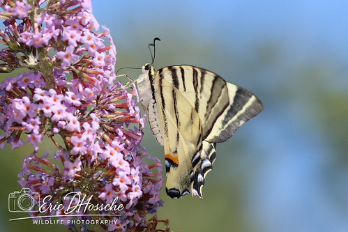 Flambé (Iphiclides podalirius)