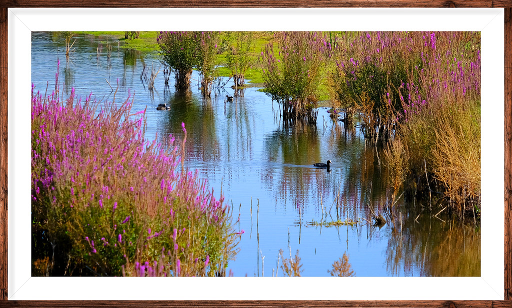 Purple loosestrife (Lythrum salicaria) @ WWT London