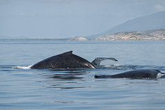 Whales-0861