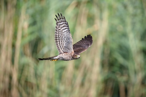 junger Sperber ♀ / young Sparrowhawk ♀ / in explore 20260813 | by It's all about the light...