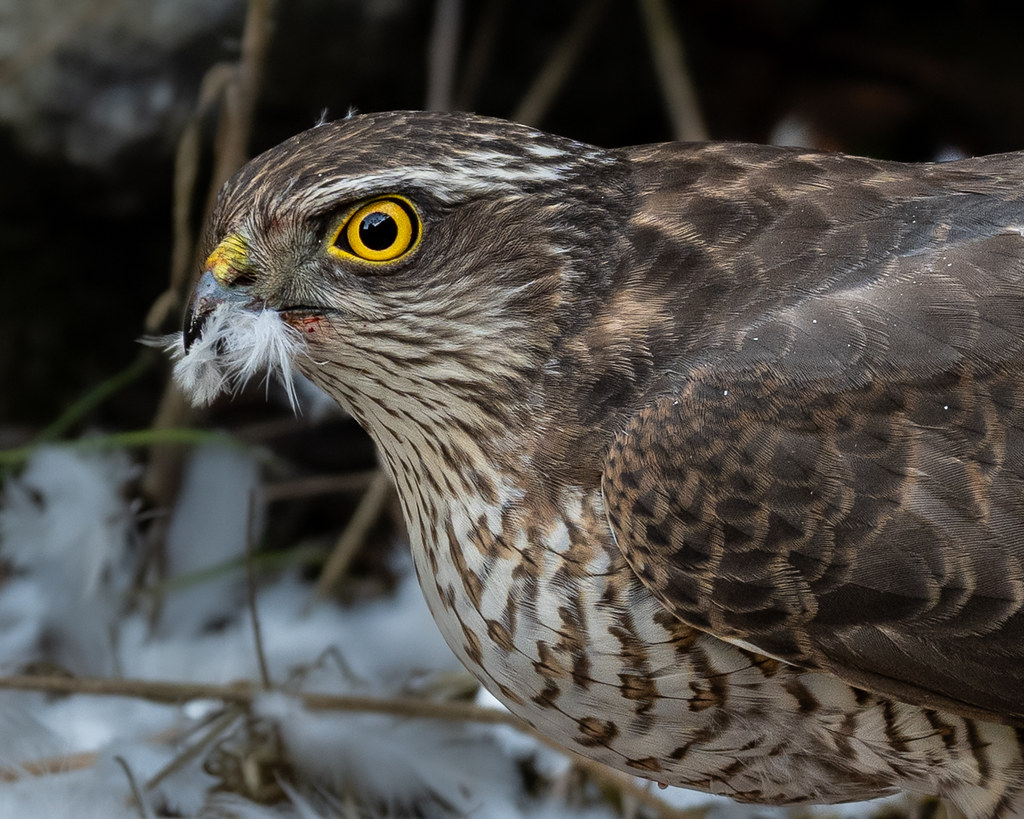 Sparrow Hawk