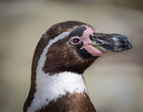 Humboldt Penguin Portrait | by gary@kemplephotography