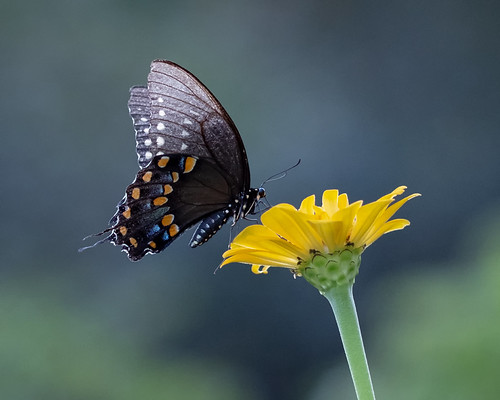 Eastern Tiger Swallowtail - Explored