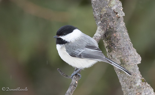 Mésange à tête noire / Black-Capped Chickadee / (Poecile atricapillus)