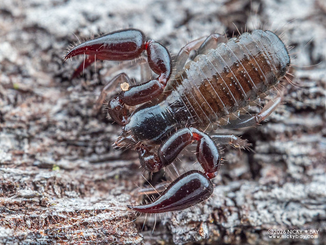 Pseudoscorpion (Pseudoscorpiones) - P2209288