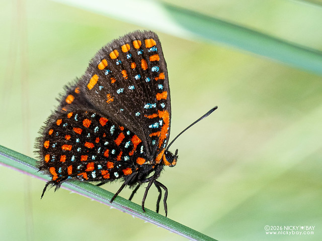 Checkered gem butterfly (Zeritis krystyna) - P2208913