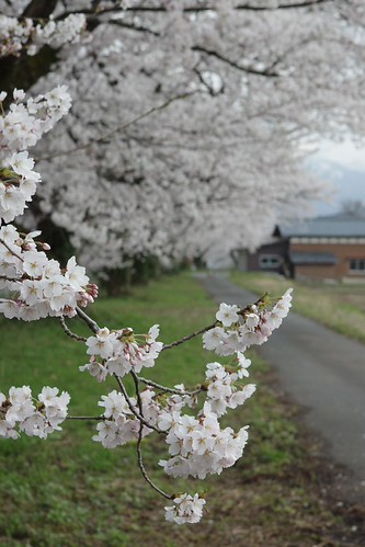 Sakura memories 2025-8