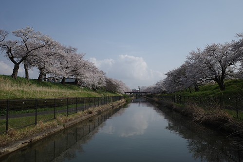 Sakura memories 2025-9
