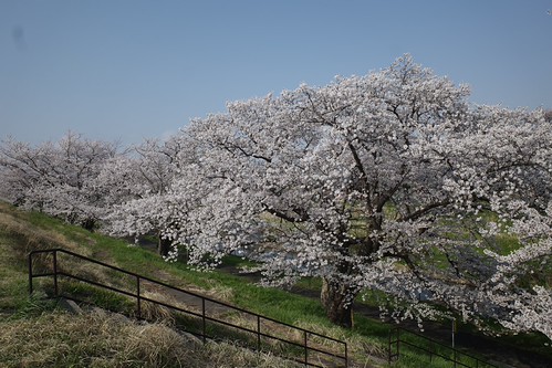Sakura memories 2025-10
