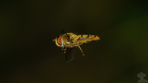 Flashed hoverfly side | by foresterslodger