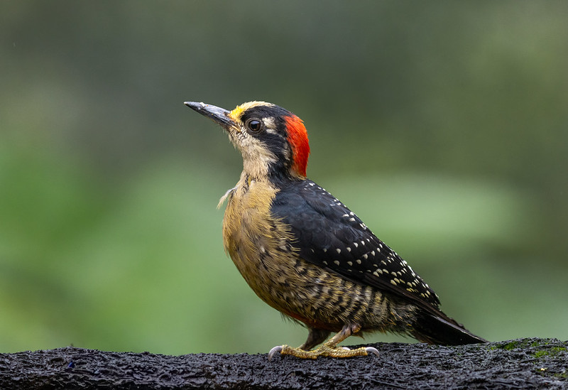 And woodpeckers, lots of woodpeckers - Black-cheeked woodpecker.