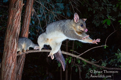 Brush-tailed Possum, (Trichosurus vulpecula)