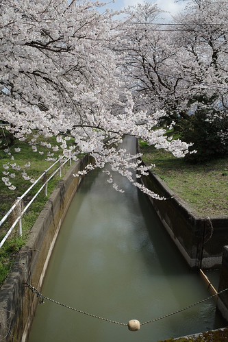 Sakura memories 2025-7