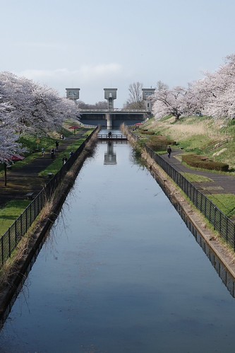 Sakura memories 2025-10
