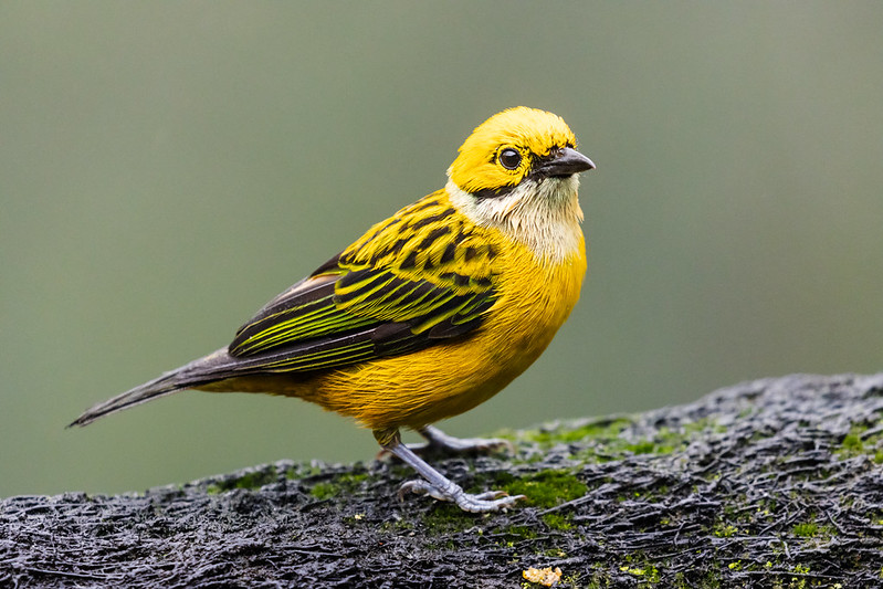 Silver-throated Tanager