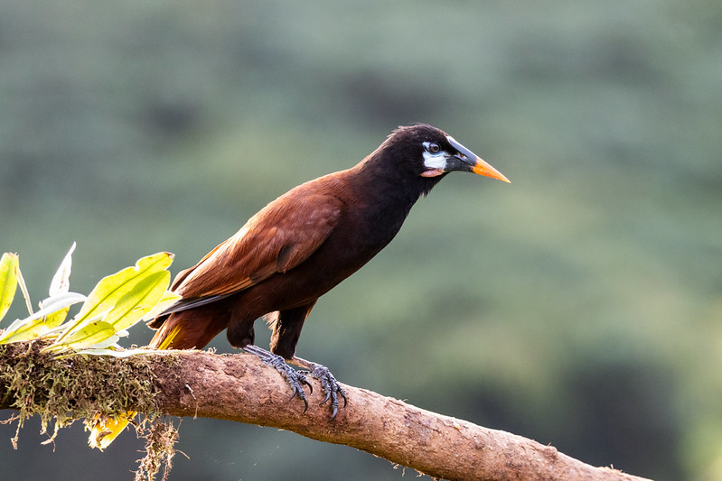 Montezuma Oropendola - they make a crazy noise, often in big groups