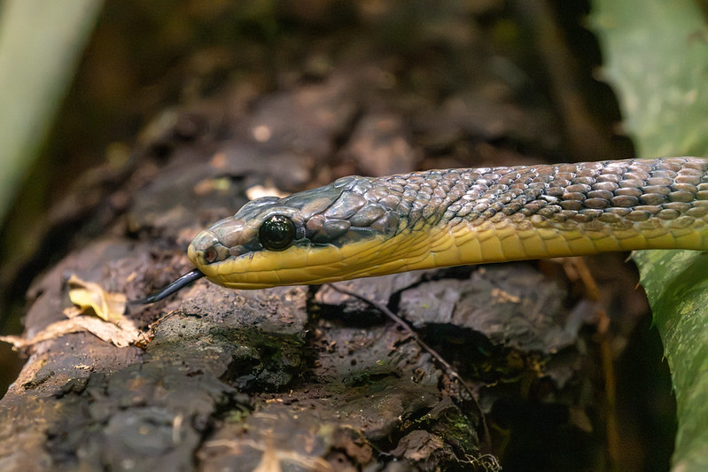 A bird snake. We saw a few of these