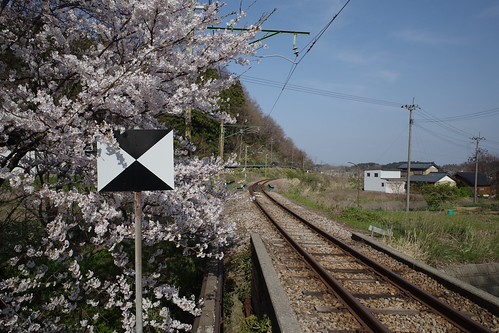 Sakura memories 2025-11