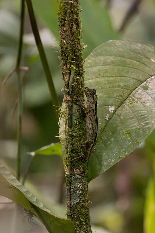 A Pug-nosed Anole