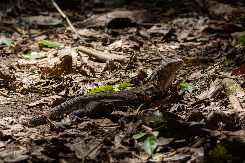 Different type of Iguana - a Black Iguana