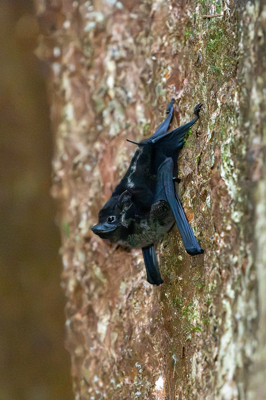 White-lined Bat... look at his little tail!