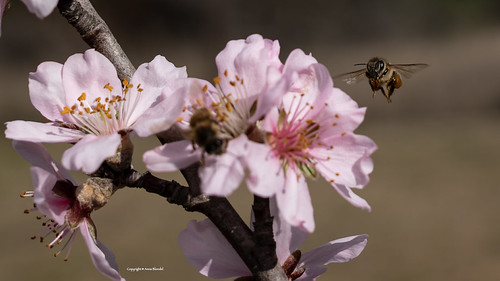 Honey bee flying happy to a sweet honey pot 🐝
