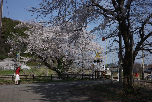 Sakura memories 2025-12