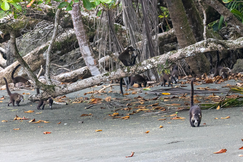 Group of Pizotes (Coatis)