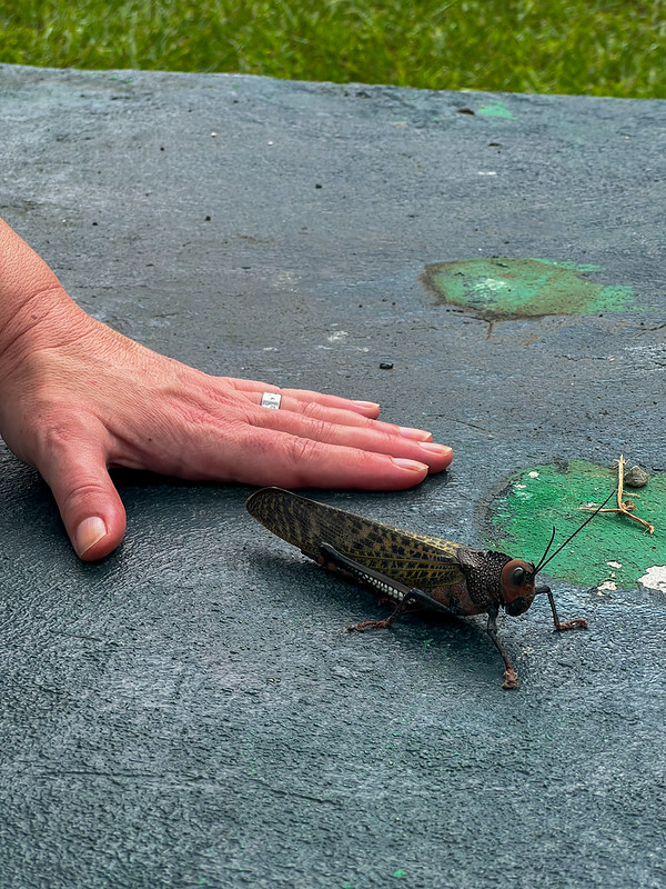 One hell of a grasshopper