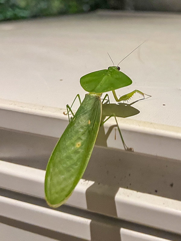 Cool mantis