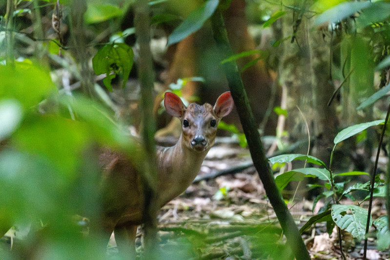 A quick glimpse at a Red Brocket Deer