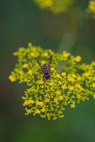 Golden Lace