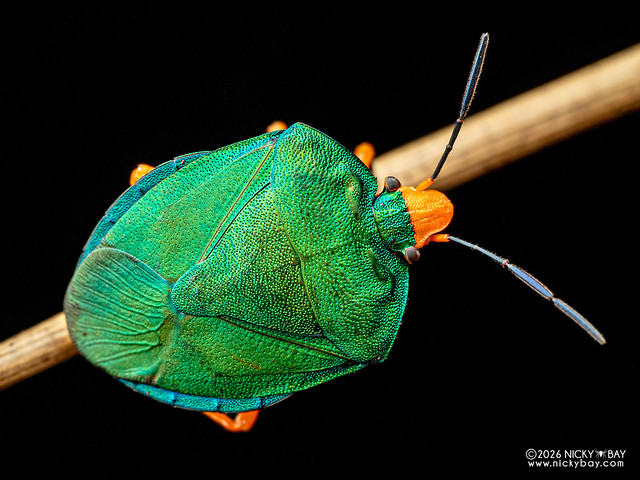 Stink bug (Caura bipartita) - P2187396