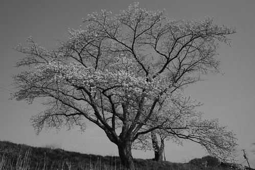 Sakura monochrome 2025-3