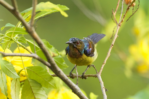 Brown-throated Sunbird