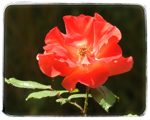 Red Rose HSS | by cheltenhamgirl (Yvonne)