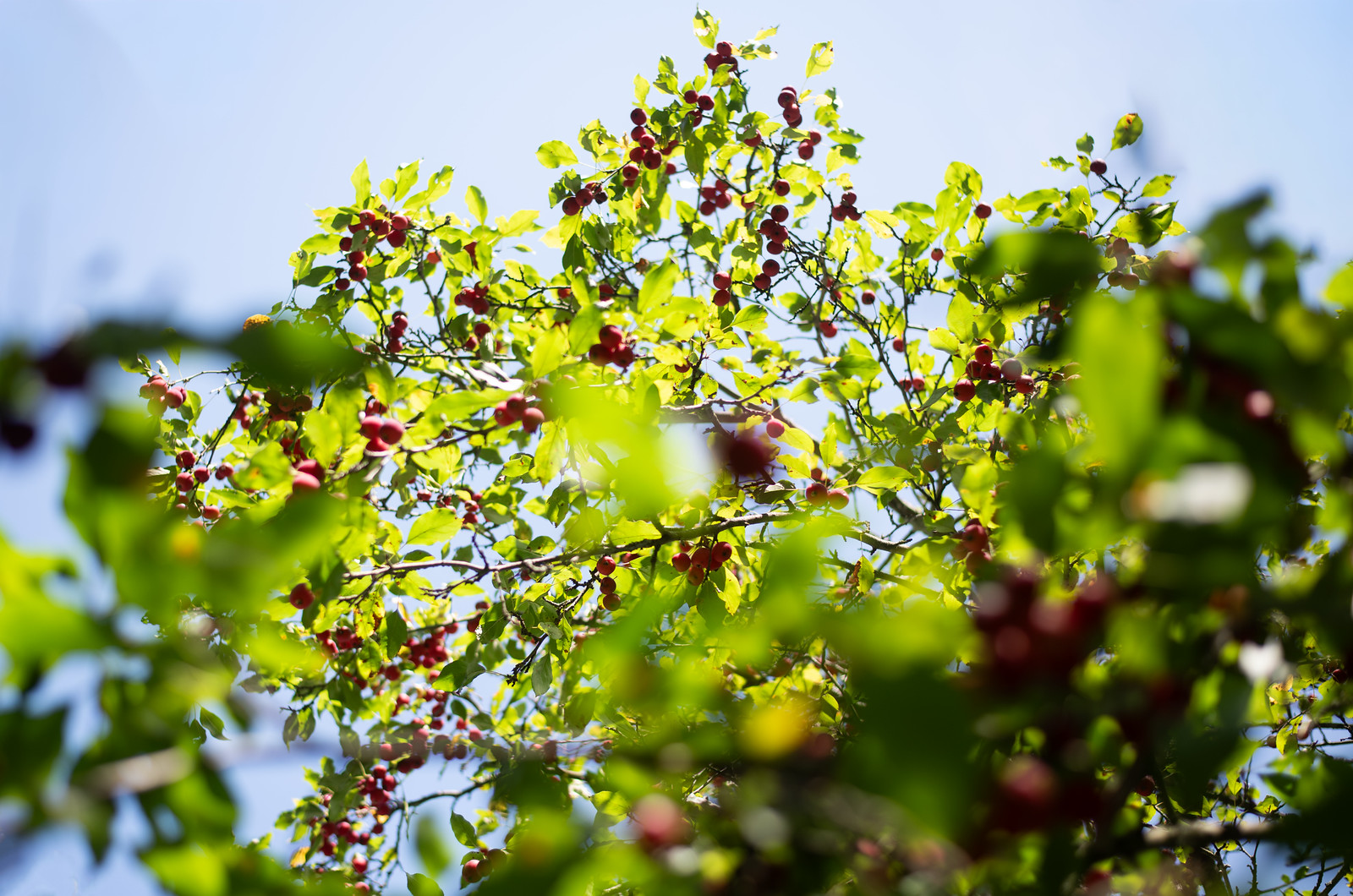 Crabapple harvest - 5