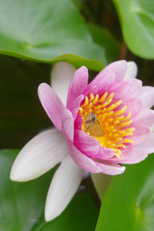 water lily