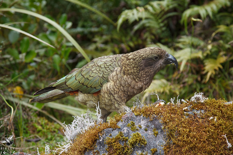 Kea
