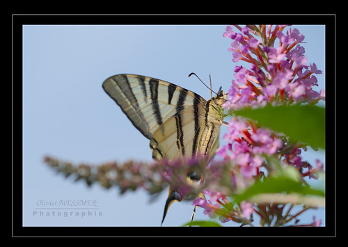 Flambé - Iphiclides podalirius