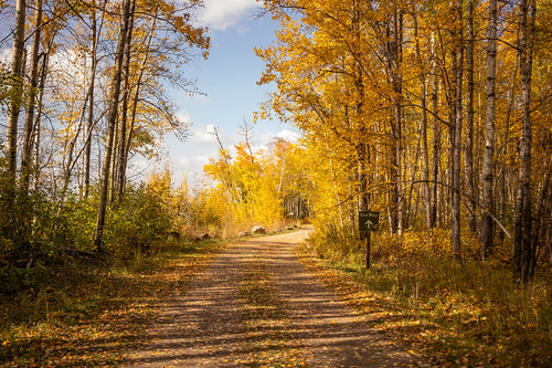 Fall Colours at Brazeau Reservoir Provincial Recreation Area