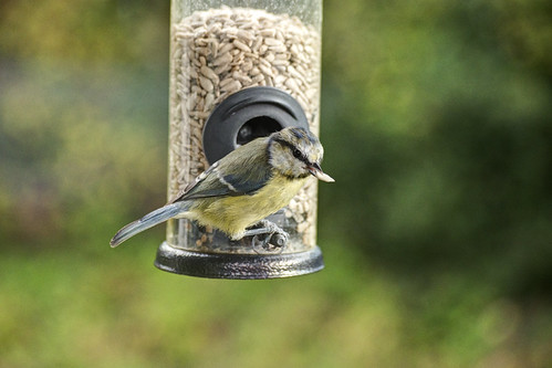 Blue Tit, Crawley, August 2026