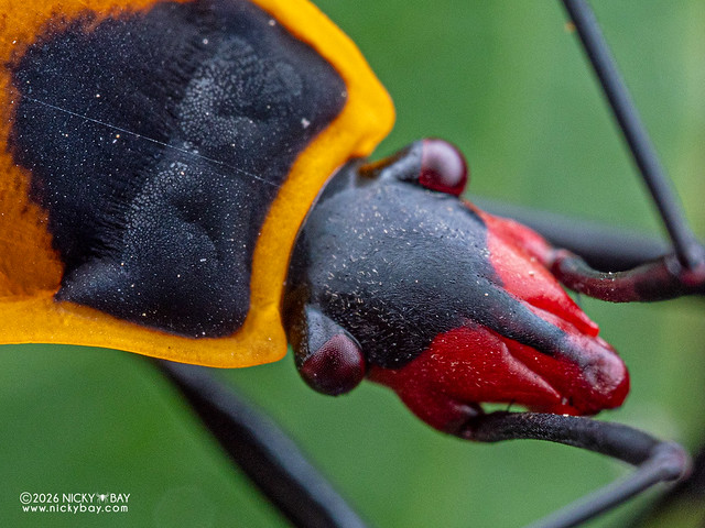 Red bug (Roscius sp.) - P2220670