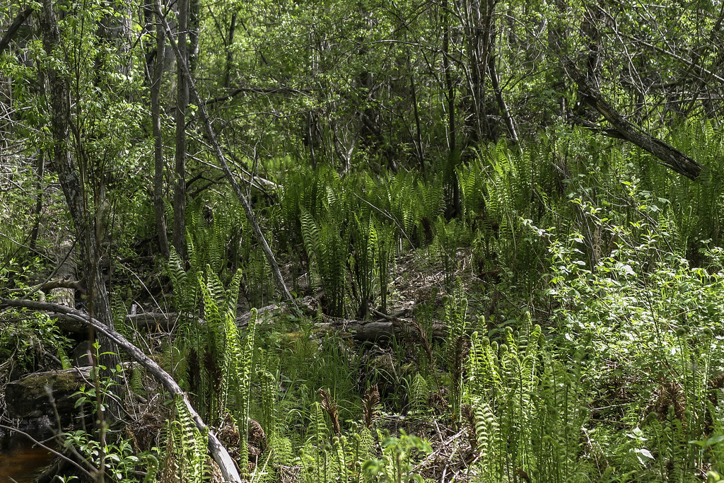 Calling Lake Provincial Park