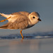 Piping plover
