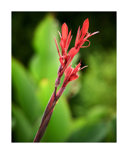 Les petites fleurs du jardin