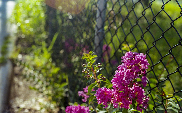 Canon T70