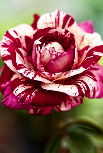 Rose...