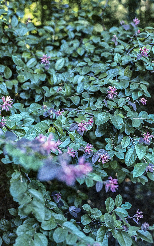 Canon AE1 Program