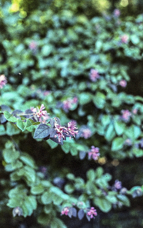 Canon AE1 Program